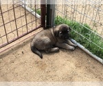 Small Photo #4 Anatolian Shepherd Puppy For Sale in HUBBARD, TX, USA