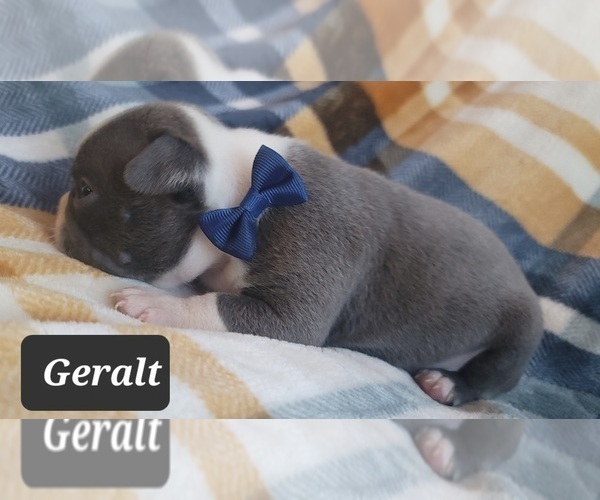 Medium Photo #4 Boston Terrier Puppy For Sale in MINERAL WELLS, WV, USA