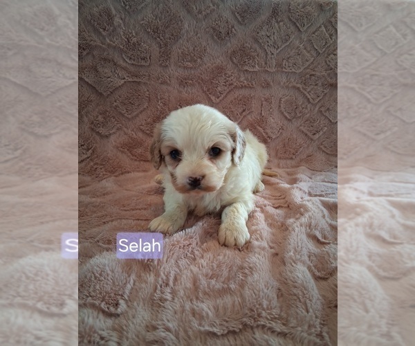 Medium Photo #15 Cavapoo (Miniature) Puppy For Sale in STANLEY, WI, USA