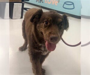 Australian Shepherd-Unknown Mix Dogs for adoption in Temple, TX, USA