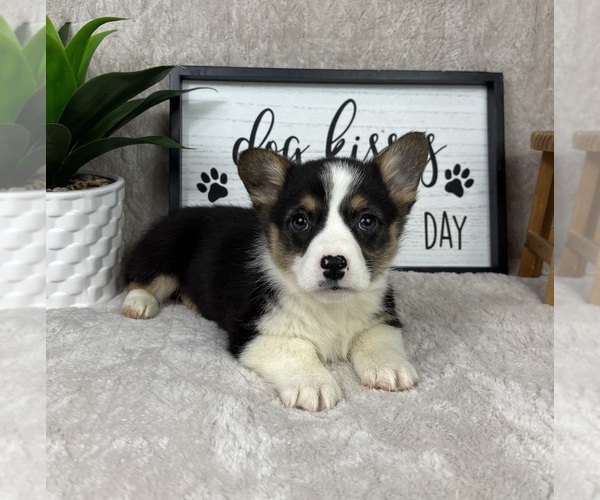 Medium Photo #1 Pembroke Welsh Corgi Puppy For Sale in FRANKLIN, IN, USA