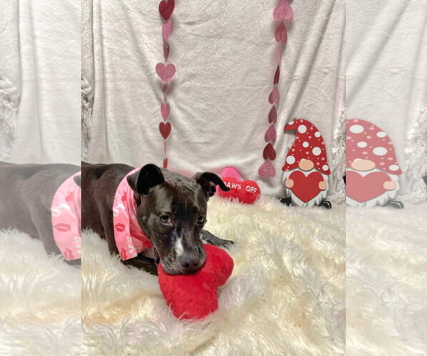 Medium Photo #4 American Pit Bull Terrier-Unknown Mix Puppy For Sale in Germantown, OH, USA