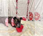 Small #3 American Pit Bull Terrier Mix