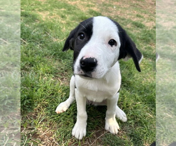 Medium Photo #13 Australian Shepherd-Unknown Mix Puppy For Sale in OKLAHOMA CITY, OK, USA