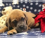 Small Photo #3 Cane Corso Puppy For Sale in CLAY, PA, USA