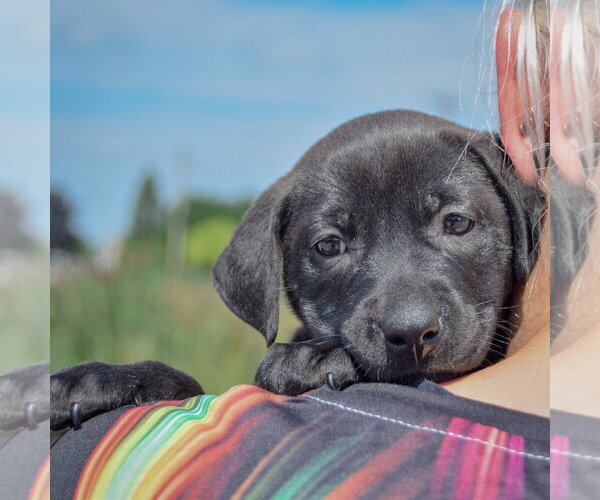 Medium Photo #5 American Bulldog-Chocolate Labrador retriever Mix Puppy For Sale in Huntley, IL, USA