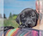 Small #4 American Bulldog-Chocolate Labrador retriever Mix