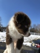 Small Photo #4 Australian Shepherd Puppy For Sale in ANDOVER, NJ, USA