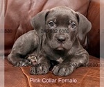 Small #1 Cane Corso