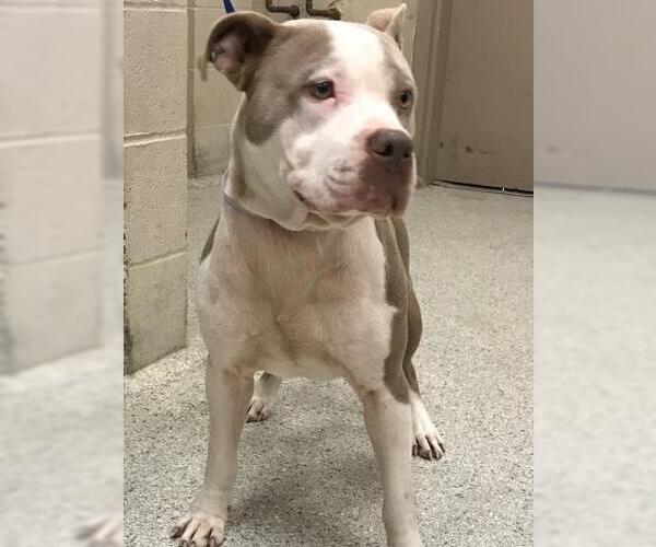 Medium Photo #1 Mutt Puppy For Sale in Conroe, TX, USA