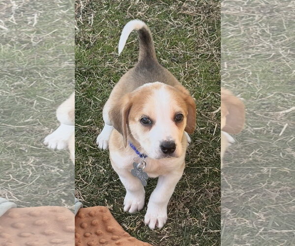 Medium Photo #13 American Foxhound Puppy For Sale in Holly Springs, NC, USA