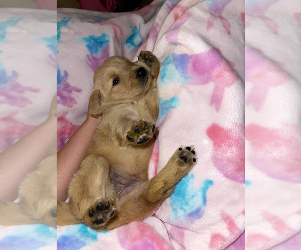 Medium Photo #1 Golden Retriever Puppy For Sale in VALDOSTA, GA, USA