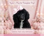 Katie - Female Poodle (Toy) Puppy for Sale - Small photo