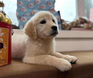 English Cream Golden Retriever Puppy for sale in SPOKANE, WA, USA