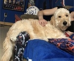Small Photo #1 Goldendoodle Puppy For Sale in ARCADIA, OR, USA