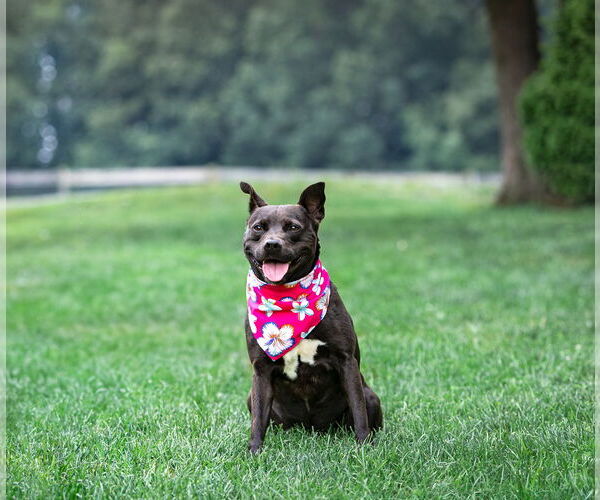 Medium Photo #2 Mutt Puppy For Sale in Unionville, PA, USA