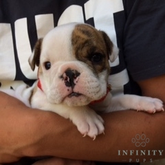 Medium Photo #1 Bulldog Puppy For Sale in GAP, PA, USA