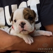 Small Photo #1 Bulldog Puppy For Sale in GAP, PA, USA