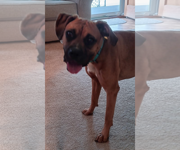 Medium Photo #1 Boxer Puppy For Sale in Burnsville, MN, USA