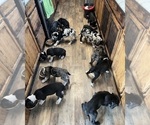 Small Photo #8 Great Dane Puppy For Sale in TUSCUMBIA, AL, USA