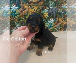 Dachshund Puppy for sale in WINNSBORO, LA, USA