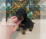 Image preview for Ad Listing. Nickname: Mini Colton
