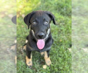 German Shepherd Dog-Unknown Mix Dogs for adoption in West Sacramento, CA, USA