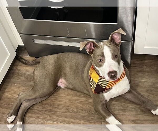 Medium Photo #3 Mutt Puppy For Sale in Miami, FL, USA