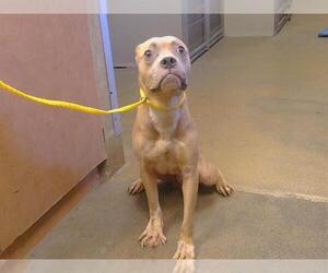Mutt Dogs for adoption in Sacramento, CA, USA