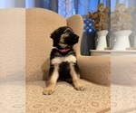 Small #2 Golden Shepherd