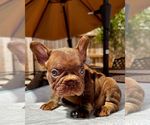 Small #3 French Bulldog