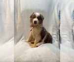 Small #8 Australian Shepherd