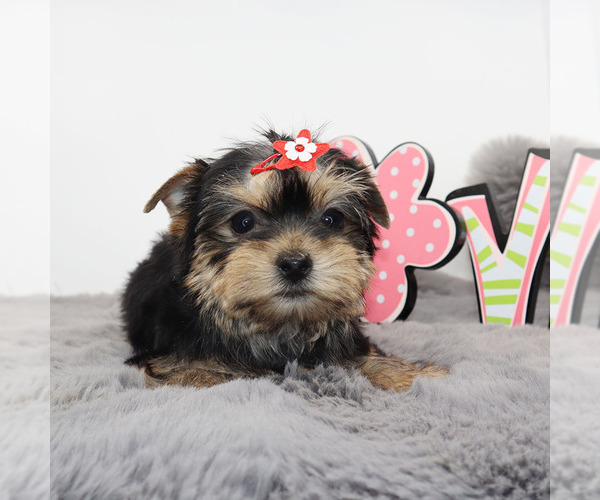 Medium Photo #3 Yorkshire Terrier Puppy For Sale in LOS ANGELES, CA, USA