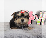 Small #2 Yorkshire Terrier