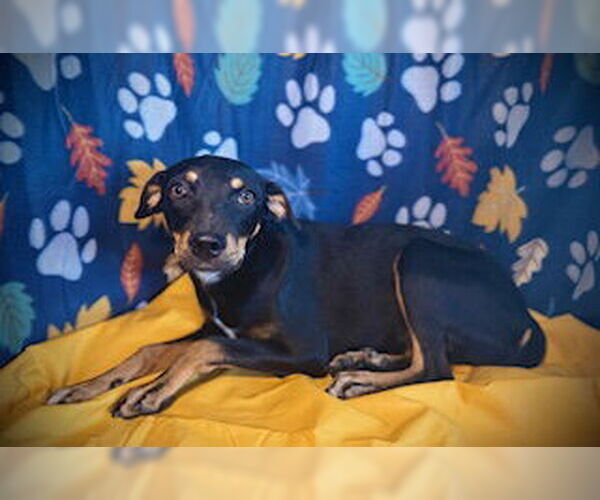 Medium Photo #3 Mutt Puppy For Sale in Pleasanton, TX, USA