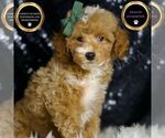 Puppy Toffee Poodle (Miniature)