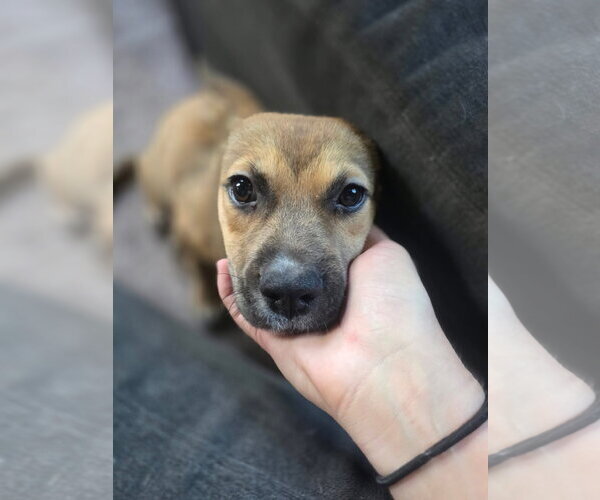 Medium Photo #2 German Shepherd Dog-Unknown Mix Puppy For Sale in New London, WI, USA
