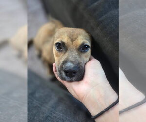Clementine - Female German Shepherd Dog-Unknown Mix Dog for Adoption - Photo #2