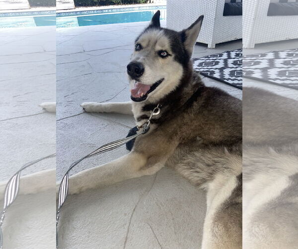 Medium Photo #2 Siberian Husky Puppy For Sale in Lighthouse Point, FL, USA