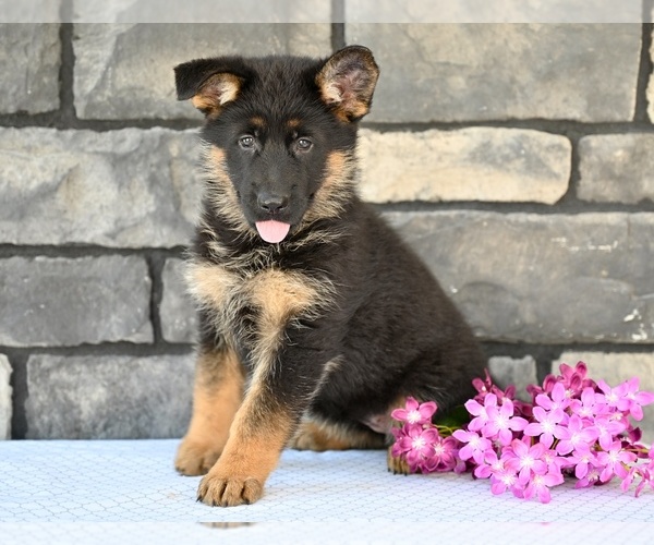 Medium Photo #7 German Shepherd Dog Puppy For Sale in MILLERSBURG, OH, USA