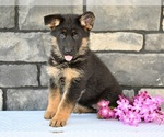 Small #6 German Shepherd Dog