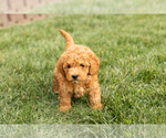 Puppy Cindy Cock-A-Poo-Goldendoodle Mix