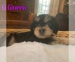 Puppy Queen Cock-A-Poo-Yorkshire Terrier Mix