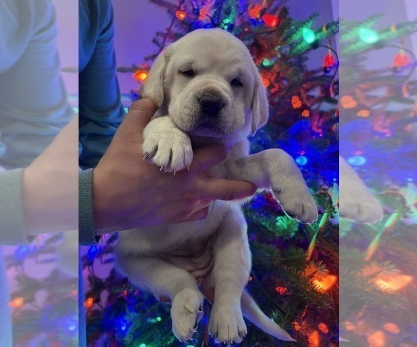 Medium Photo #9 Labrador Retriever Puppy For Sale in FAYETTEVILLE, OH, USA