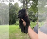 Small Photo #3 German Shepherd Dog Puppy For Sale in WEST POINT, VA, USA