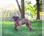 Small #4 Mutt