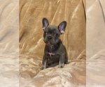 Small Photo #3 French Bulldog Puppy For Sale in BELLVIEW, TX, USA