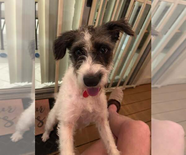 Medium Photo #2 Mutt Puppy For Sale in Katy, TX, USA