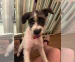 Small #1 Mutt