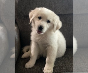 Golden Retriever Puppy for sale in SACRAMENTO, CA, USA